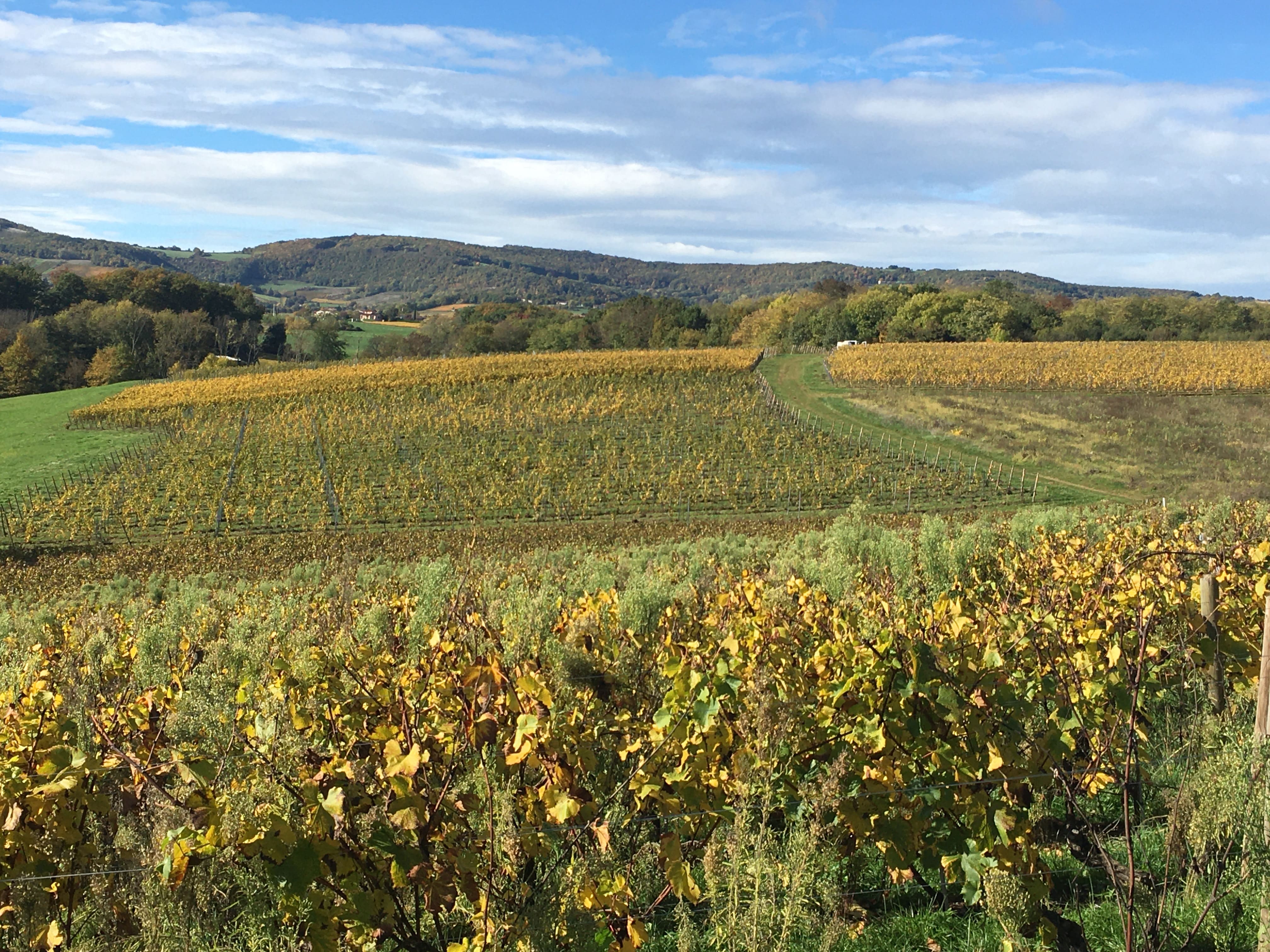 Rangées de vignes au lever du soleil