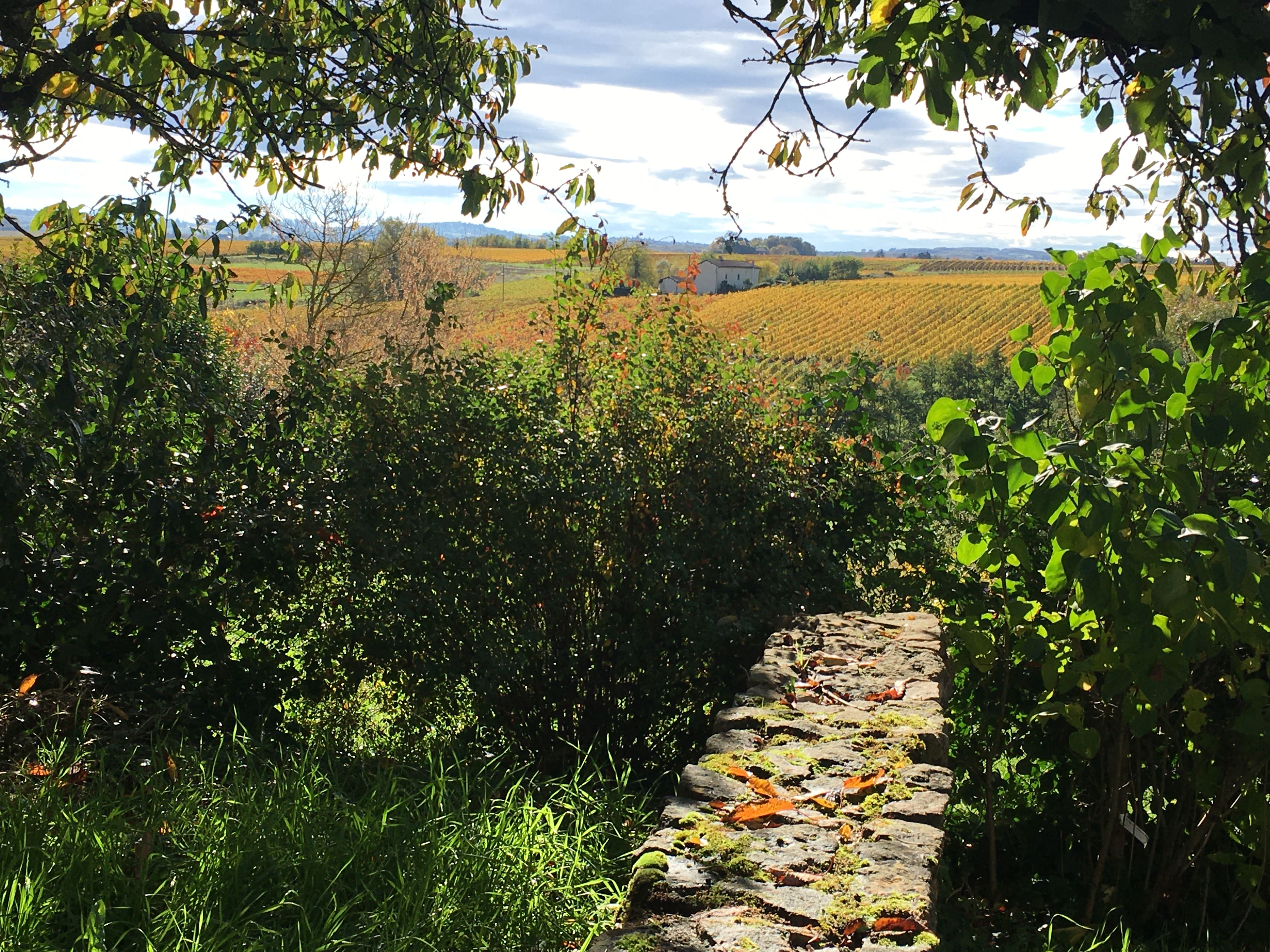 Vue panoramique sur les vignes du Beaujolais